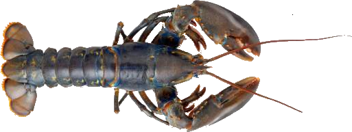 Lobster